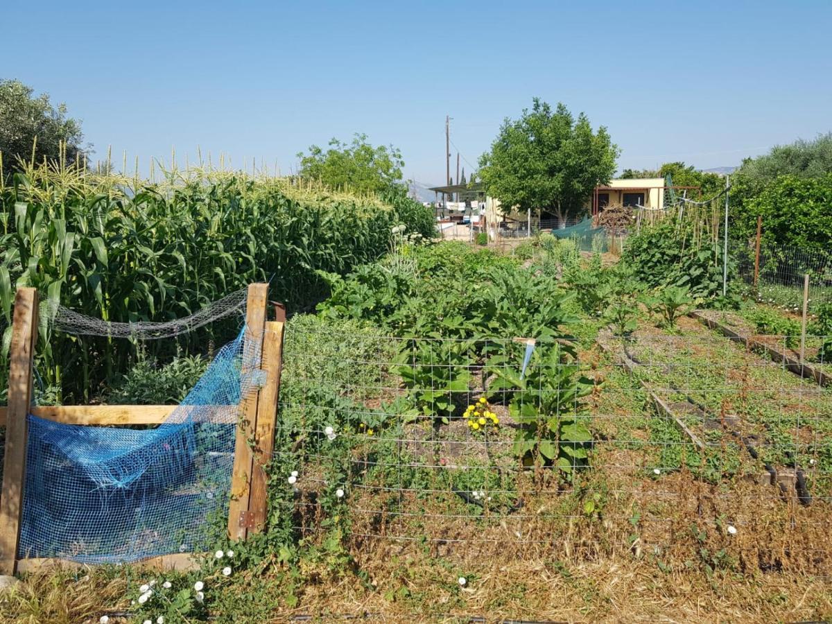 Eco Glamping With Pool Between Nafplio And 아르고스 외부 사진